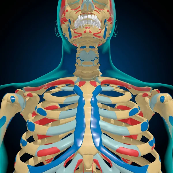 Скелет Мышечными Вставками Анатомией Медицинских Целей — стоковое фото