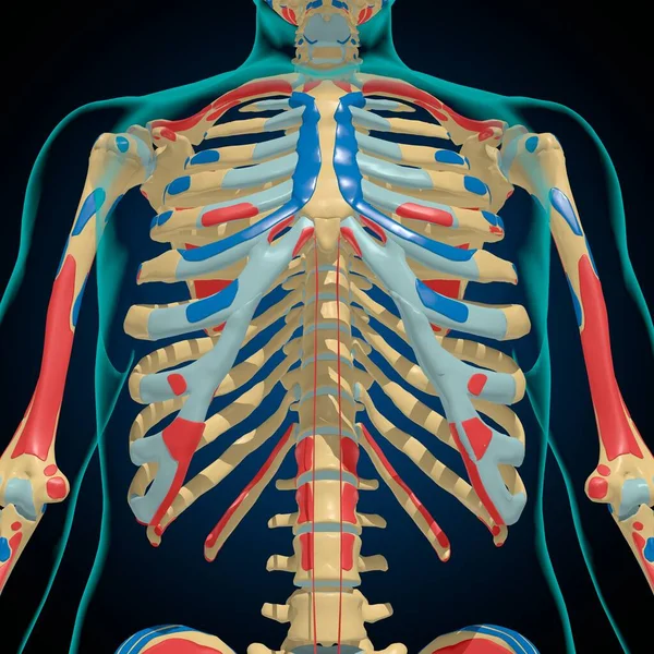 Esqueleto Con Orígenes Musculares Inserciones Anatomía Para Concepto Médico Ilustración —  Fotos de Stock