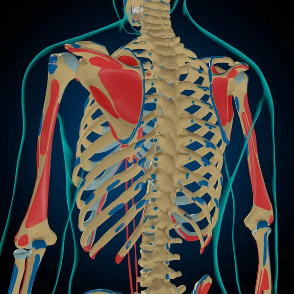 Skeleton Muscle Origins Insertions Anatomy Medical Concept Illustration — 스톡 사진