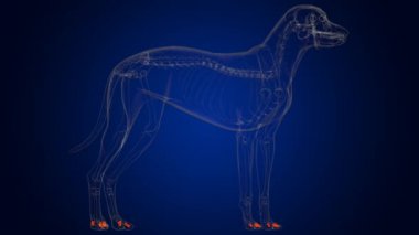 Medikal Görüntü için Orta Parmak kemiği köpek iskeleti anatomisi