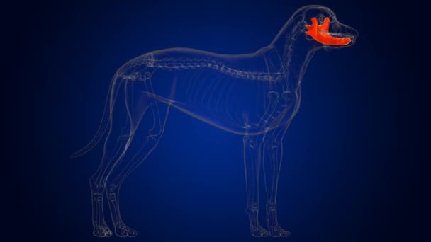 Unterkieferknochen Hundeskelett Anatomie Für Medizinisches Konzept Illustration — Stockvideo