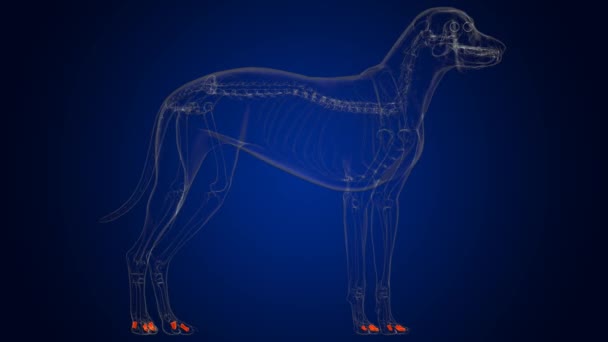 医学的概念のためのミドル ファランクス ボンズ犬骨格解剖学3Dイラスト — ストック動画