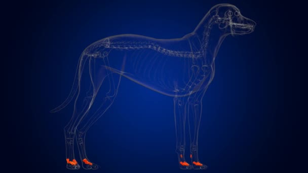 Proksimal Parmak Kemiği Köpek Iskeleti Anatomisi Tıbbi Konsept Boyutlu Resim — Stok video