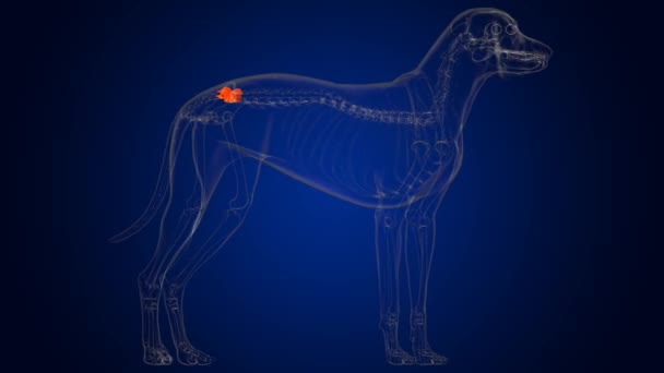 医学的概念のための仙骨犬骨格解剖学3Dイラスト — ストック動画