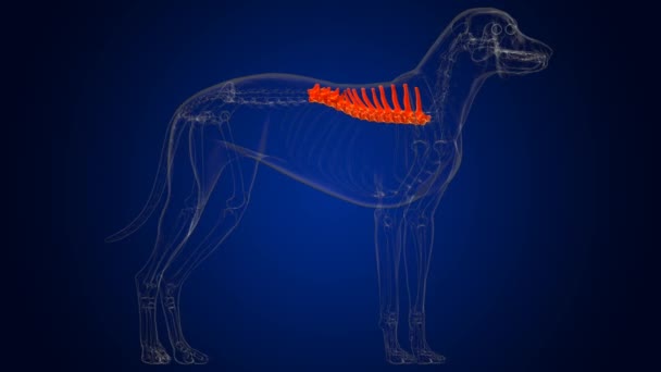 医学的概念のための胸部椎骨骨犬骨格解剖学3Dイラスト — ストック動画