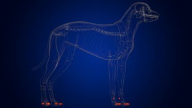 Distal Phalanx Kemikli Köpek İskelet Anatomisi Tıbbi Konsept 3 boyutlu İllüstrasyon