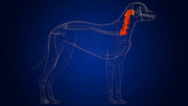 Huesos Vértebras Cervicales Esqueleto Perro Anatomía Para Concepto Médico Ilustración — Vídeo de stock