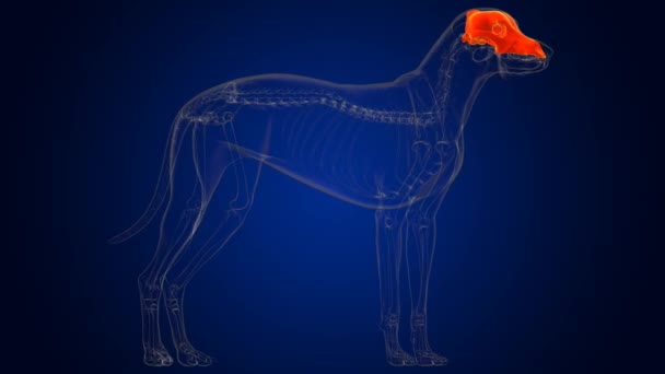Tengkorak Tulang Anjing Anatomi Untuk Konsep Medis Ilustrasi — Stok Video