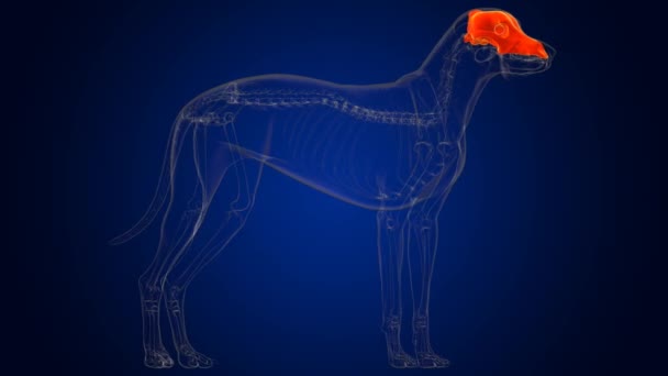 Kafatası Kemikleri Skelet Anatomisi Tıbbi Konsept Boyutlu Görüntü — Stok video