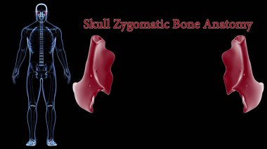 Tıbbi Konsept için İnsan İskeleti Kafatası Zygomatik Kemik Anatomisi 3 boyutlu İllüstrasyon