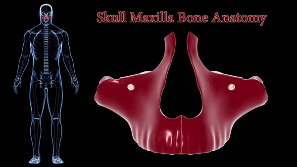 Human Skeleton Skull Maxillal Bone Anatomy For Medical Concept 3D Illustration