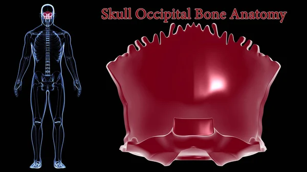 Human Skeleton Skull Occipital Bone Anatomy For Medical Concept 3D Illustration