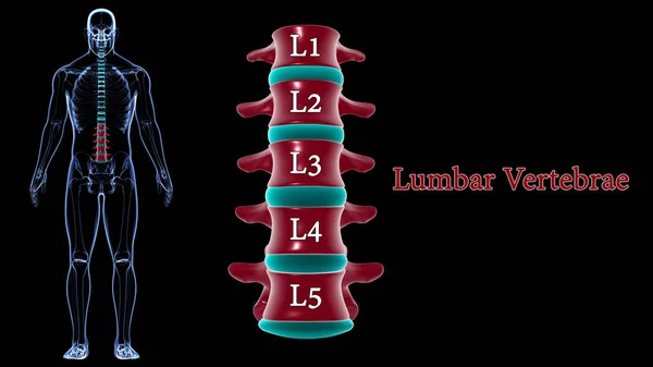 Human Skeleton Vertebral Column Lumbar Vertebrae Anatomy 3D Illustration