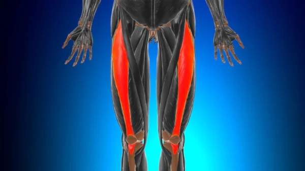 Rectus Femoris Muscle Anatomia Dla Koncepcji Medycznej Ilustracja — Zdjęcie stockowe