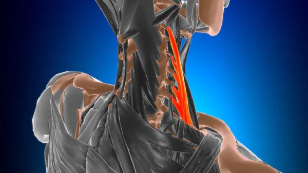 Scalenus Medius Anatomía Muscular Para Concepto Médico Ilustración — Foto de Stock