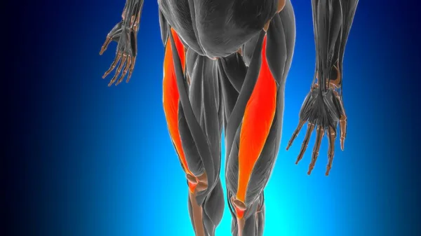 Anatomia Músculo Reto Femoral Para Ilustração Médica Conceito — Fotografia de Stock