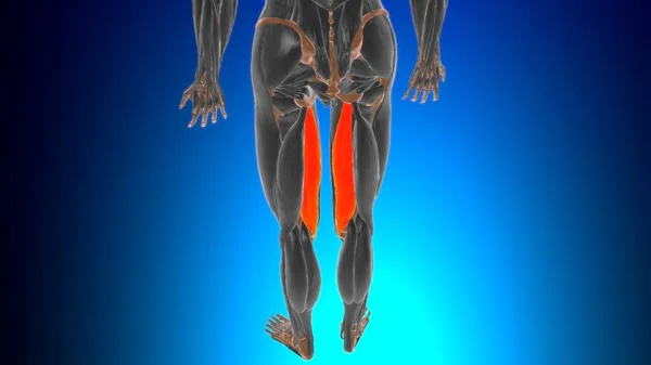 Semimembranosus Muscle Anatomy Medical Concept Illustration — Stock fotografie