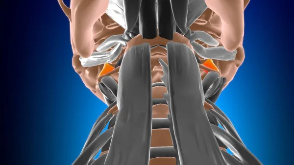 Anatomia Músculo Lateral Capitis Reto Para Ilustração Médica Conceito — Fotografia de Stock