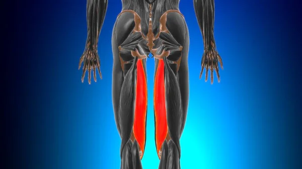 Anatomía Del Músculo Semimembranosus Para Ilustración Del Concepto Médico —  Fotos de Stock