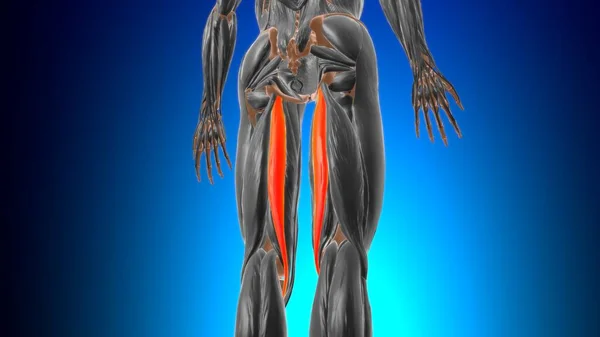 医学的概念のためのSemitendinosusマッスル解剖学3Dイラスト — ストック写真