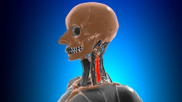 医学概念三维图解的Scalenus内侧肌解剖 — 图库照片