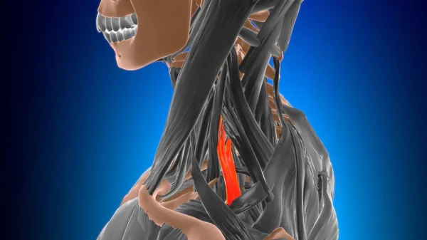 Scalenus Posterior Muscle Anatomy Medical Concept Illustration — Stock fotografie