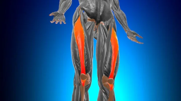 医学的概念のためのレクタス フェモリス筋解剖学3Dイラスト — ストック写真