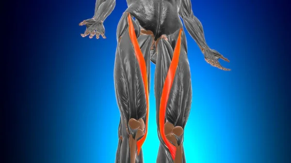 Anatomía Muscular Sartorius Para Ilustración Del Concepto Médico — Foto de Stock