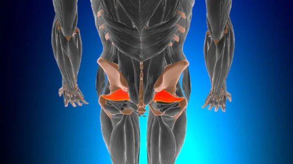 Anatomía Muscular Piriformis Para Ilustración Del Concepto Médico —  Fotos de Stock