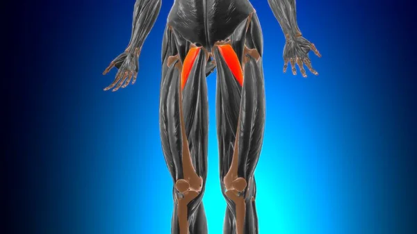 Pectineus Muscle Anatomy Medical Concept Illustration — 스톡 사진