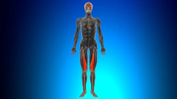 Vastus Medialis Muskelanatomie Für Medizinisches Konzept Illustration — Stockfoto