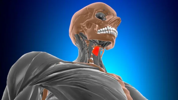 Schilddrüsenmuskel Anatomie Für Medizinisches Konzept Illustration — Stockfoto