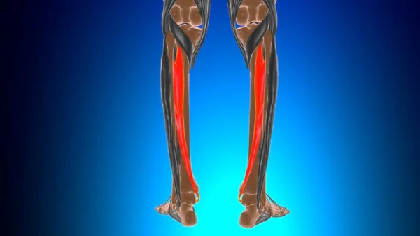 Anatomia Músculo Posterior Tibialis Para Ilustração Médica Conceito — Fotografia de Stock