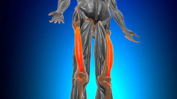 医学概念三维图解的Vastus中间体肌肉解剖 — 图库照片