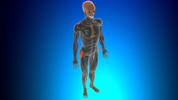 Tensor Fasciae Latae Anatomía Muscular Para Concepto Médico Ilustración — Foto de Stock