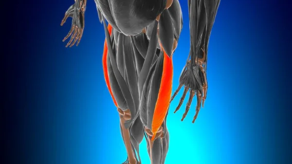 Vastus Lateralis Μυϊκή Ανατομία Για Ιατρική Έννοια Εικονογράφηση — Φωτογραφία Αρχείου