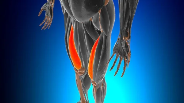 Tıbbi Konsept Için Vastus Medialis Kas Anatomisi Boyutlu Görüntü — Stok fotoğraf