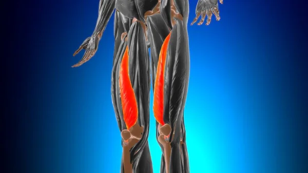 Vastus Medialis 医学的概念のための筋肉解剖学3Dイラスト — ストック写真