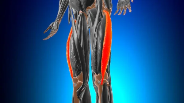 Vastus Lateralis Anatomia Mięśni Dla Koncepcji Medycznej Ilustracja — Zdjęcie stockowe