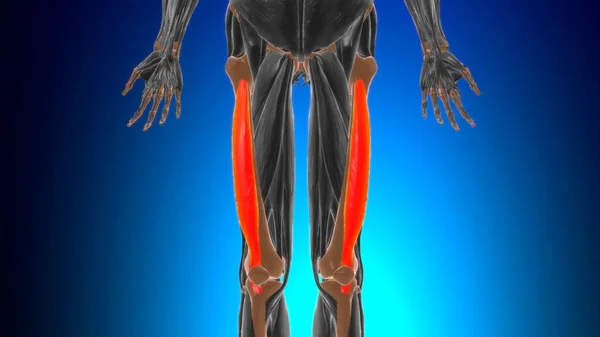 Vastus Intermedius Anatomia Mięśni Koncepcji Medycznej Ilustracja — Zdjęcie stockowe