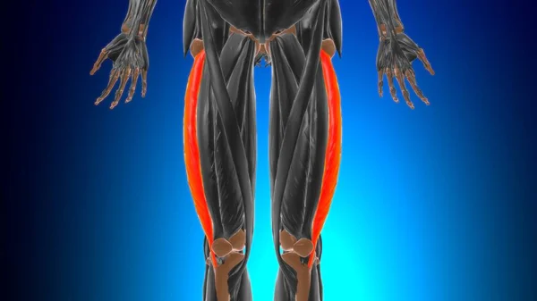 Vastus Lateralis Spieranatomie Voor Medisch Begrip Illustratie — Stockfoto