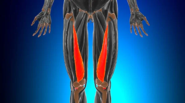 Vastus Medialis Muscle Anatomy Medical Concept Illustration — Stock Photo, Image