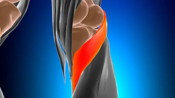 Popliteus Muscle Анатомія Медичної Концепції Ілюстрації — стокове фото