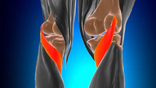 Popliteus Kas Anatomisi Tıbbi Konsept 3B İllüstrasyon
