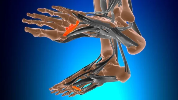 Transverse Head Adductor Hallucis Anatomy Medical Concept Illustration — Stock Photo, Image