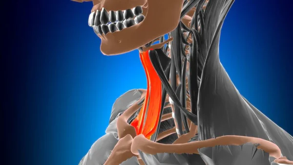Sternohyoid Kas Anatomisi Tıbbi Konsept Boyutlu Görüntü — Stok fotoğraf