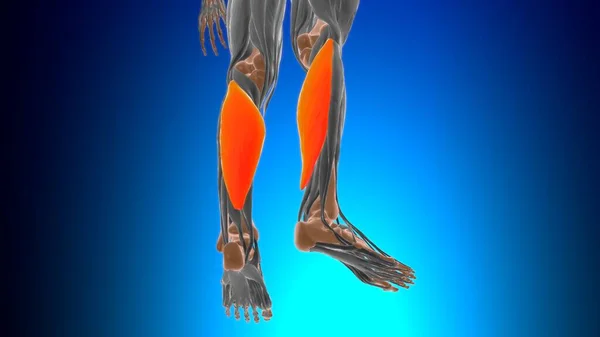 Soleus Muscle Anatomy Medical Concept Illustration — Stock Photo, Image