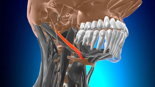 Anatomía Del Músculo Estilohioide Para Ilustración Del Concepto Médico — Foto de Stock