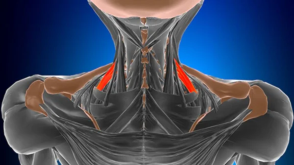 Anatomía Posterior Del Músculo Scalenus Para Ilustración Del Concepto Médico — Foto de Stock