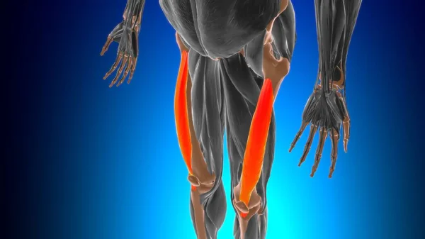 Vastus Intermedius Muscle Anatomy Medical Concept Illustration — Stock fotografie